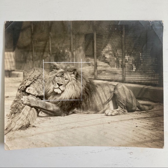 Lot of 5 Vintage Nature Magazine Press Photos 1927 - Picture 2 of 11